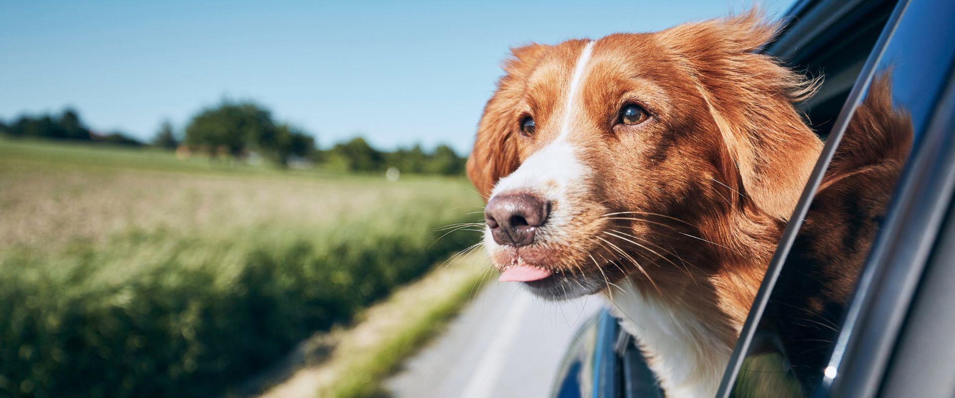 If you are planning a trip to Piacenza and want to bring your faithful friend, choose Best Western Park Hotel: our Pet-friendly hotel is ready to welcome you!